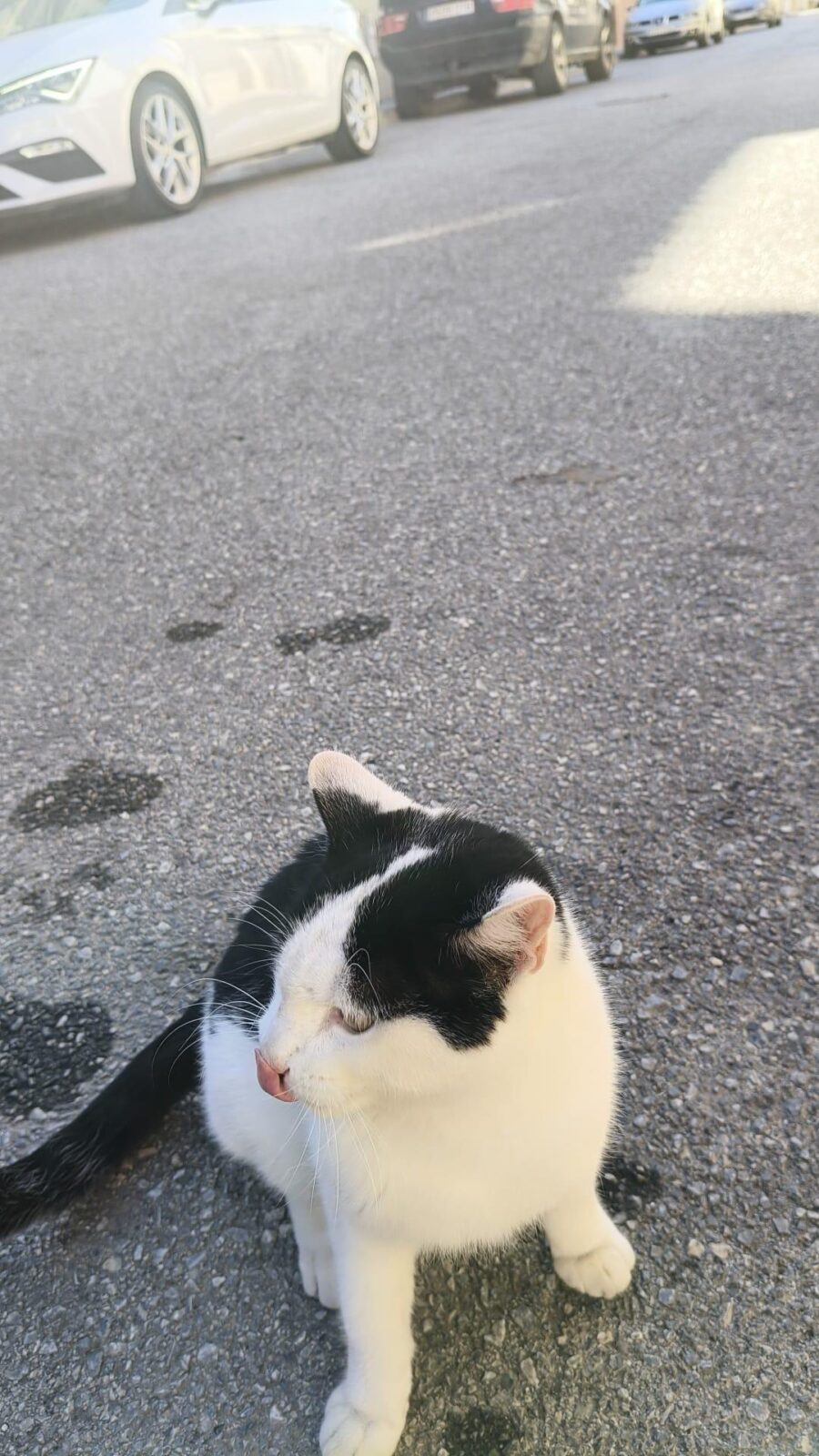 INFORMACION SOBRE GATO PERDIDO -Fuente Vaqueros