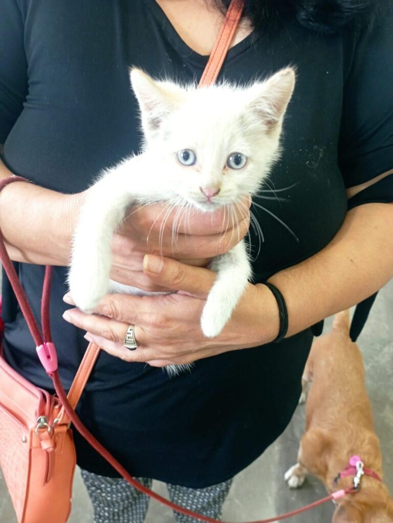 GATO/A PERDIDO EN FUENTE VAQUEROS-Fuente Vaqueros