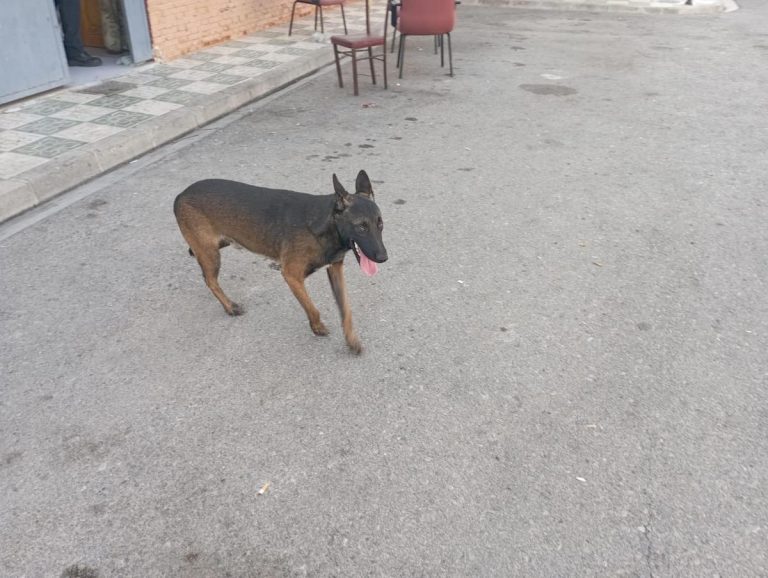 PERRO PERDIDO EN FUENTE VAQUEROS-Fuente Vaqueros